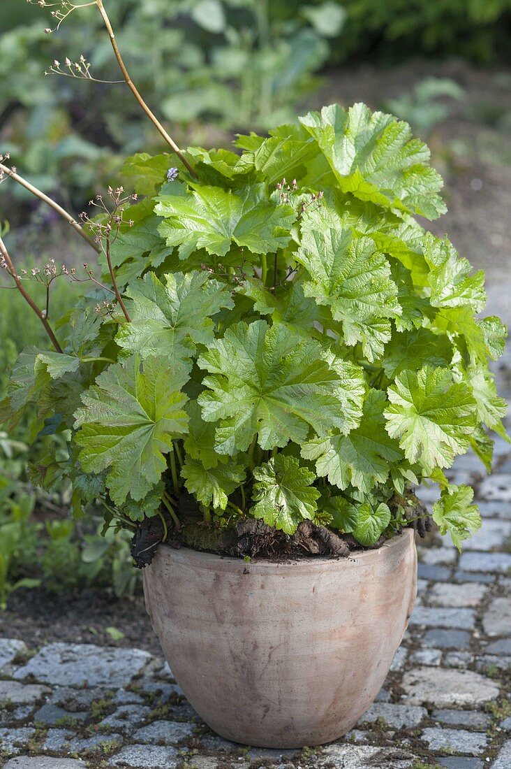 Peltiphyllum peltatum syn. Darmera peltata (Schildblatt)