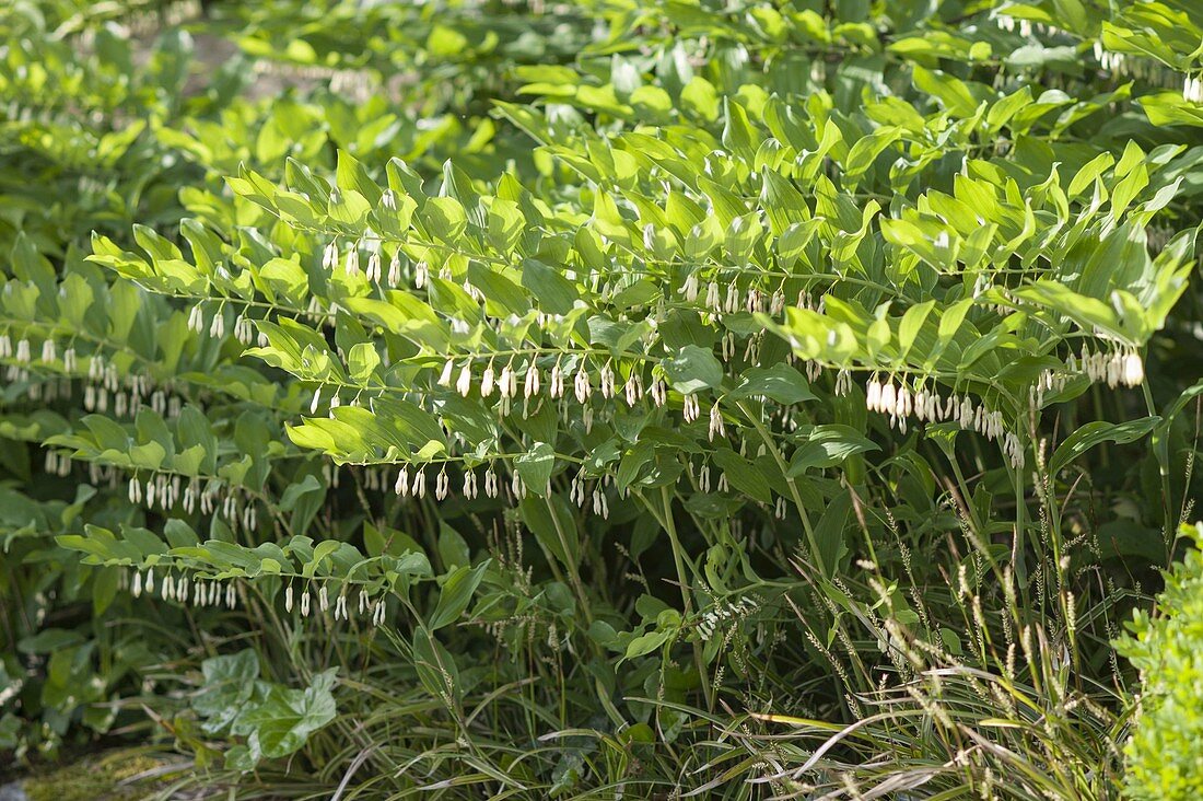 Polygonatum biflorum (Solomon's Seal)