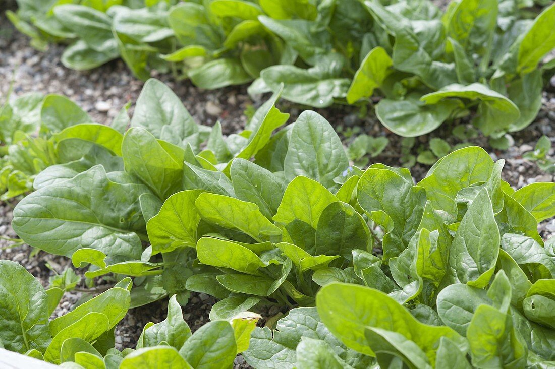 Spinach (Spinacia oleracea)