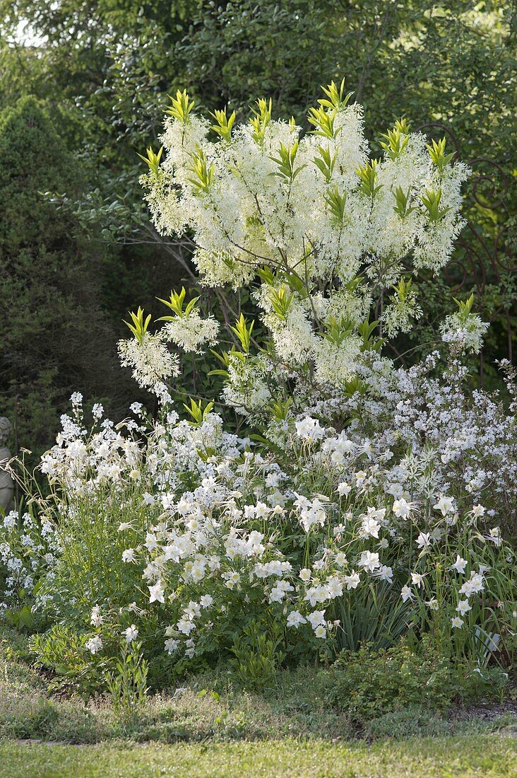 Weisses Fruehsommerbeet : Chionanthus virginicus