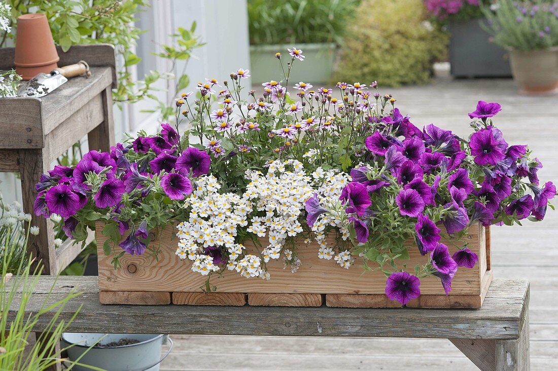 Wooden box with Petunia 'Merlot', Biden's 'Little Princess'