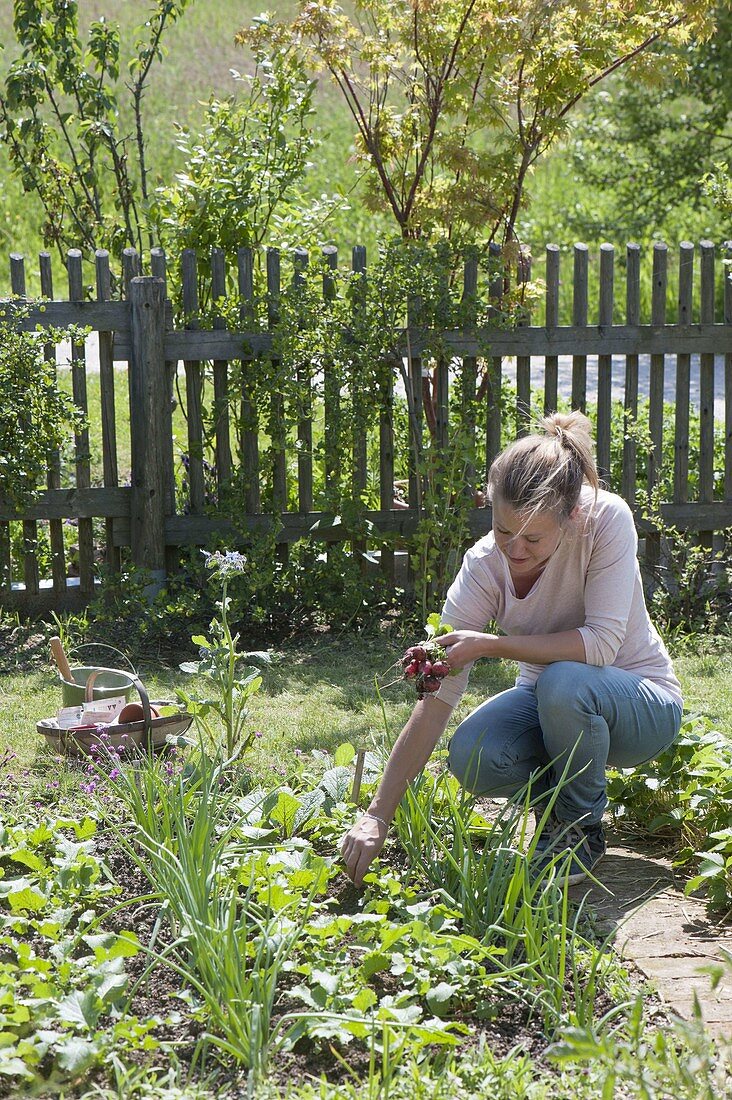 Woman harvesting radishes between onions