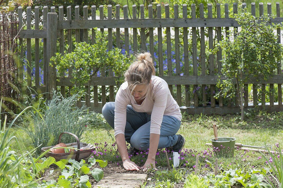 Arugula sowing in vegetable garden