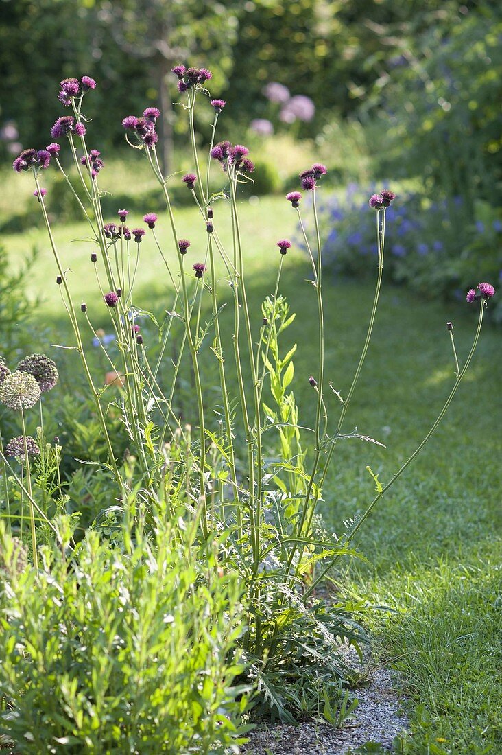 Cirsium rivulare 'Atropurpureum' purple-thistle