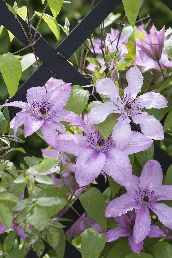 Clematis 'Hagley Hybrid' (Clematis)