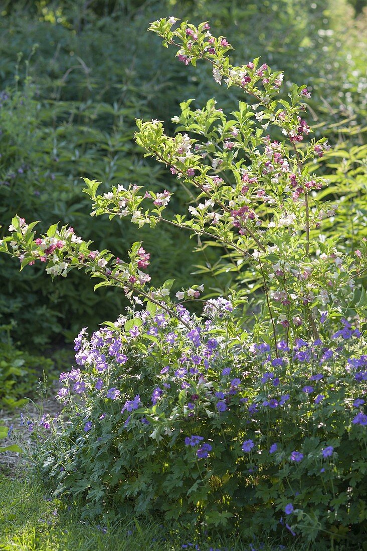 Geranium pratense 'Johnson's Blue' with Weigelia florida