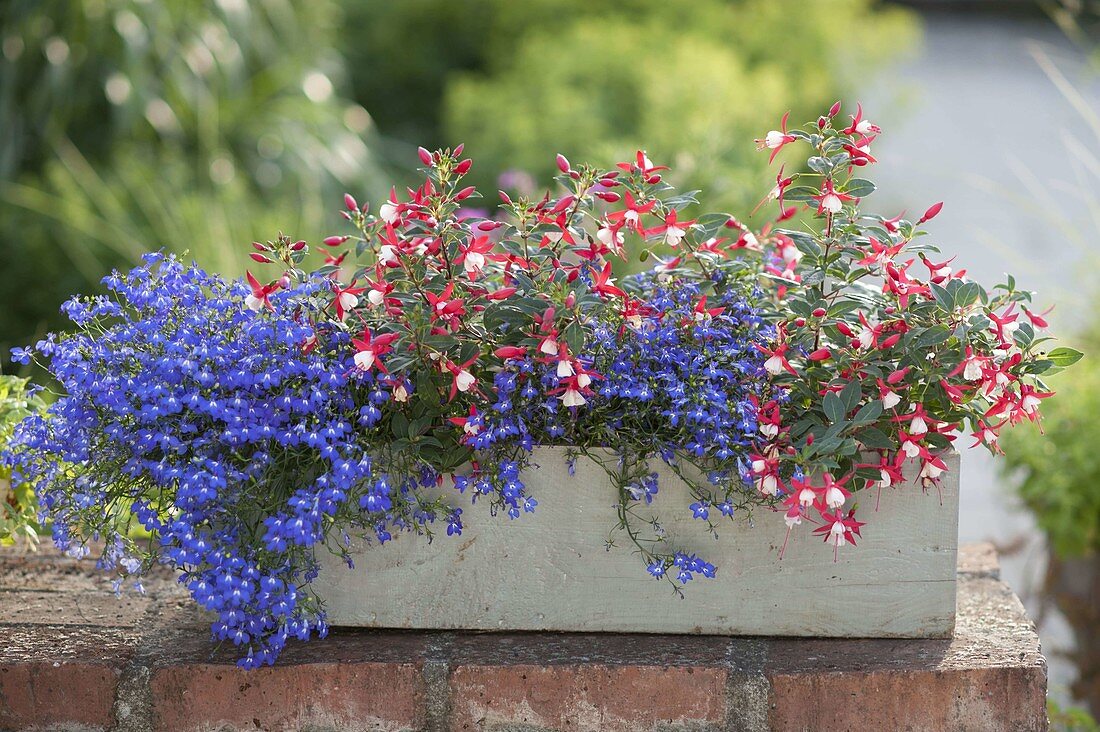 Wooden box with shady planting Lobelia erinus