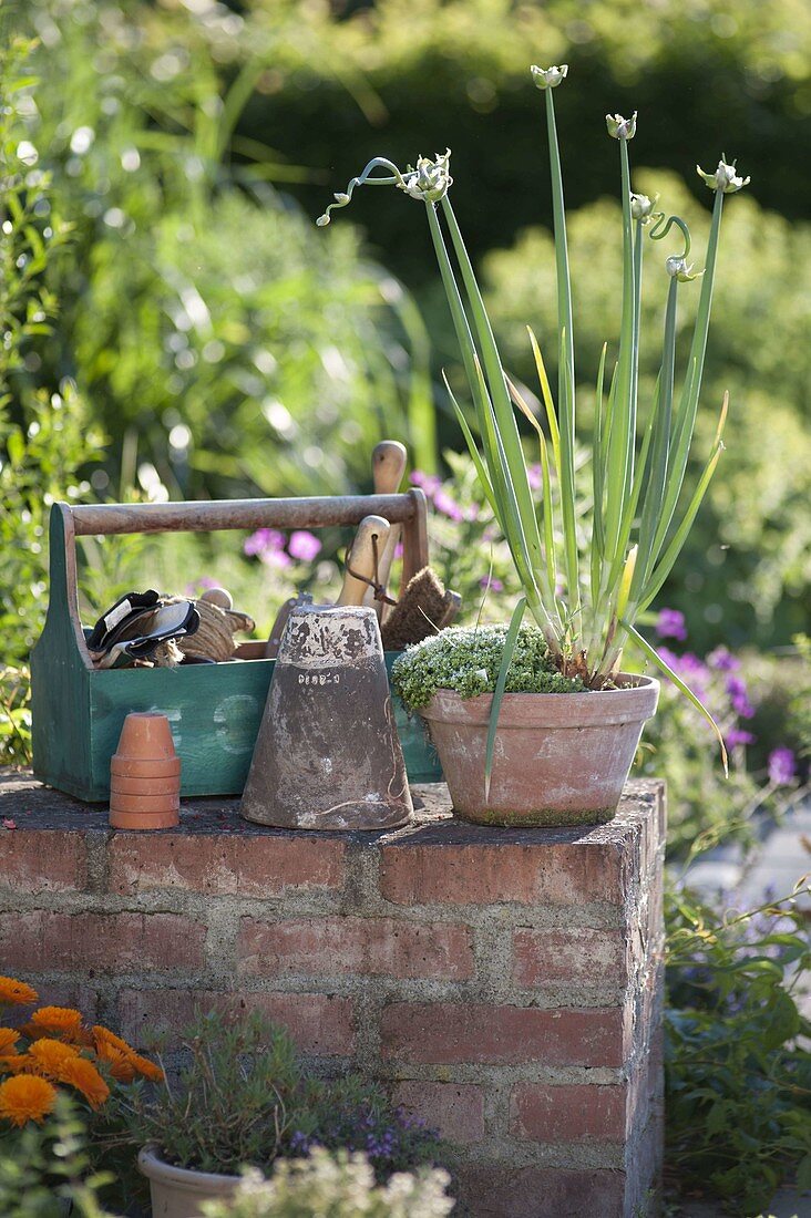 Allium cepa var. Viviparum (air or shelf bulb)