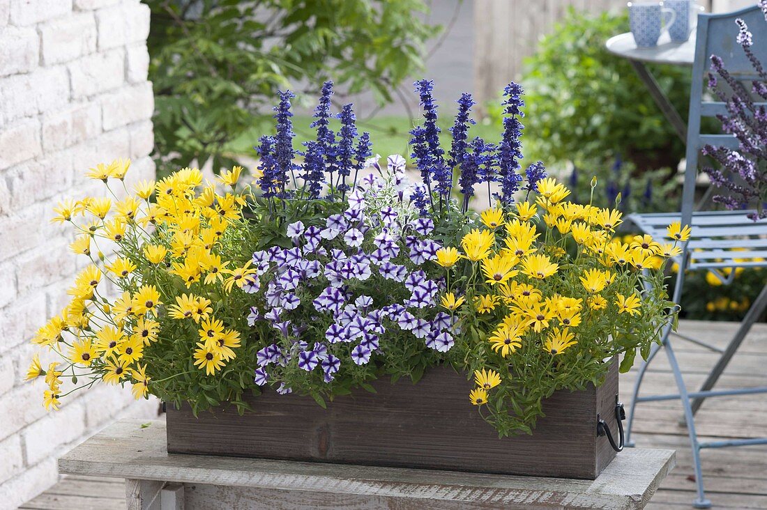 Brauner Holz-Kasten mit Osteospermum 'Banana Symphony' (Kapkörbchen