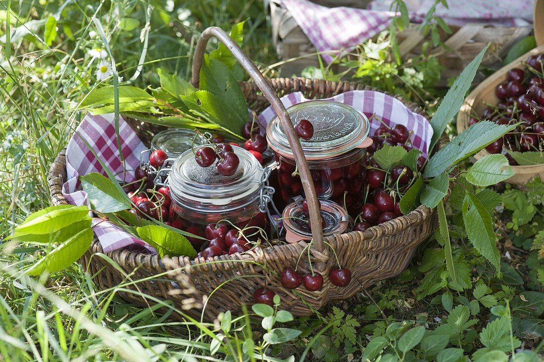 Basket of freshly picked and preserved cherries (Prunus)