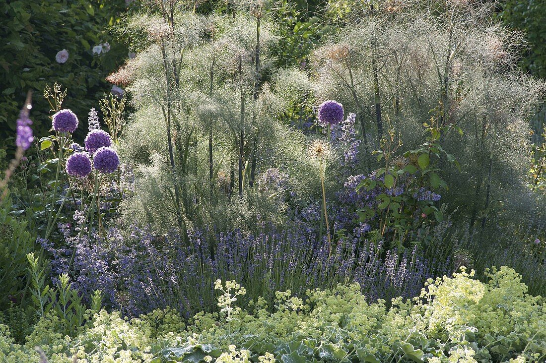 Allium giganteum, Bronze fennel 'Rubrum'