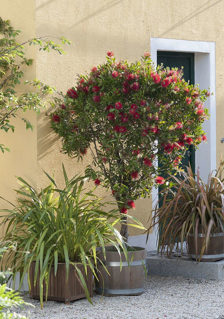 Callistemon ctrinus (cylinder cleaner) trunks and phormium