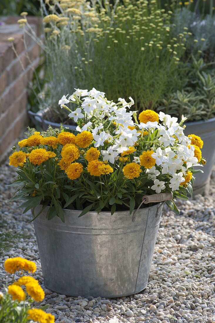 Coreopsis grandiflora Solanna ‘Golden Ball’ (Mädchenauge)