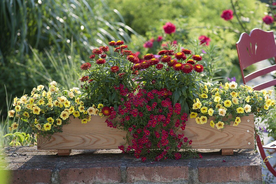 Self made Wooden Box planted red and yellow with Bracteantha Dazette 'Flirt'