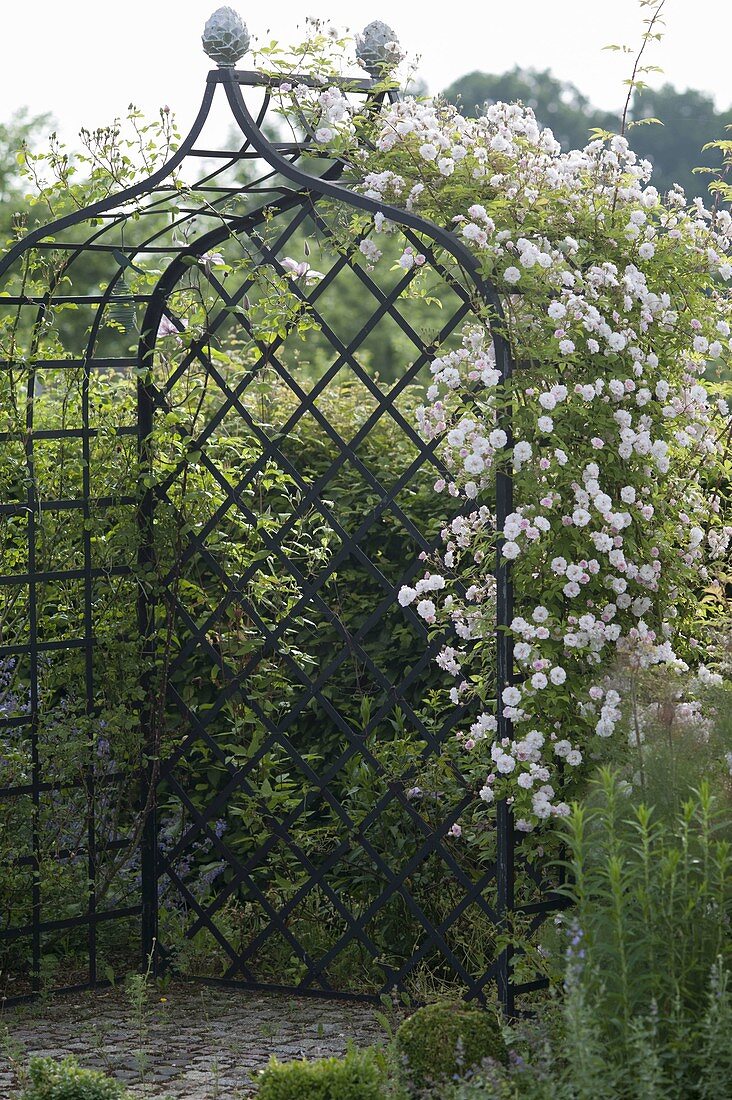 Pink (climbing rose) on rose metal arbor