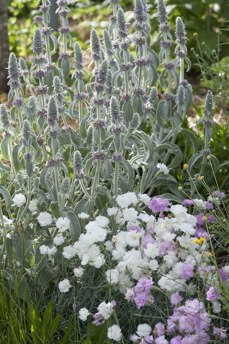 Stachys byzantina syn. lanata (Wollziest), Blüte Juni - Juli , mit Dianthus