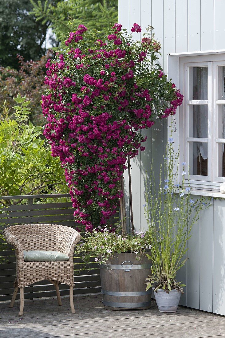 Balcony with flowering pink 'Super Excelsa'