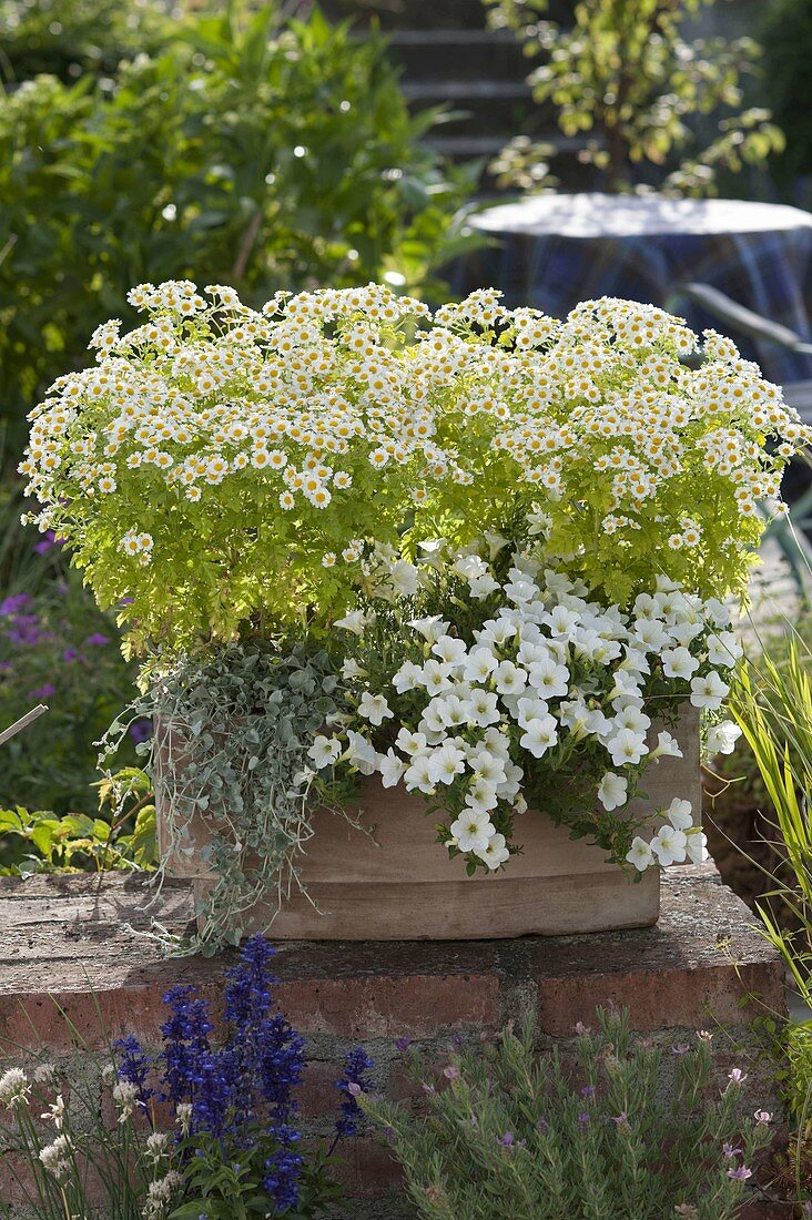 Tanacetum parthenium (feverfew), surfinia 'Snow' (petunia)