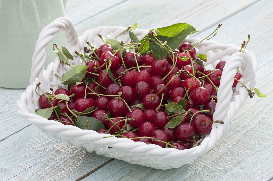 Bowl with freshly picked sweet cherries