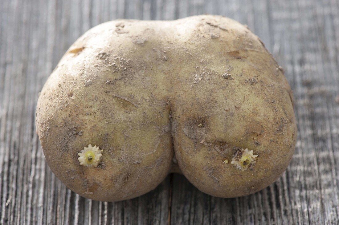 Potato bush
