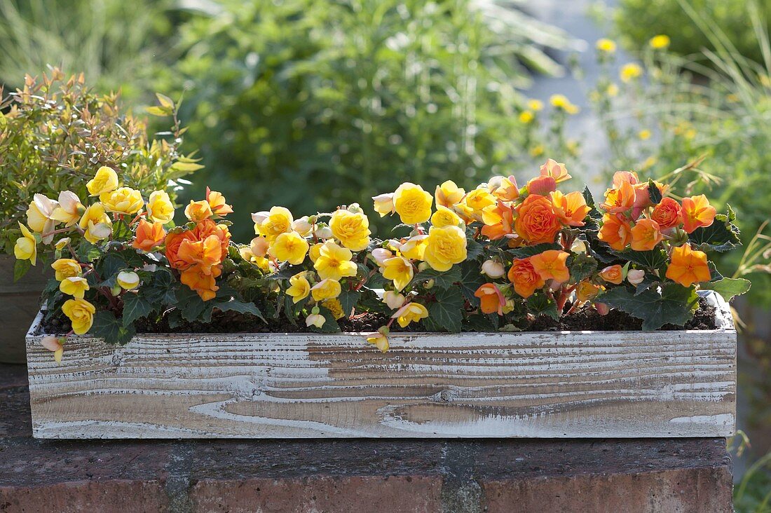 Homemade wooden box with Begonia tuberhybrida 'Nonstop'