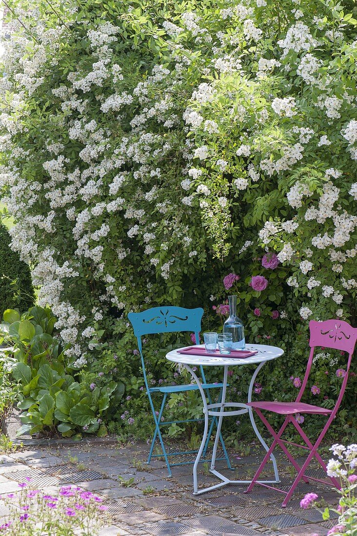 Small seating under Rosa multiflora, Bergenia