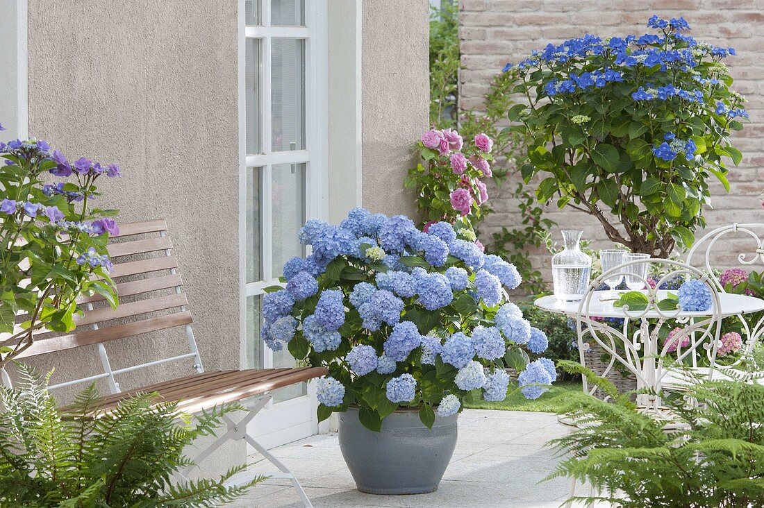 Shady terrace with blue hydrangeas