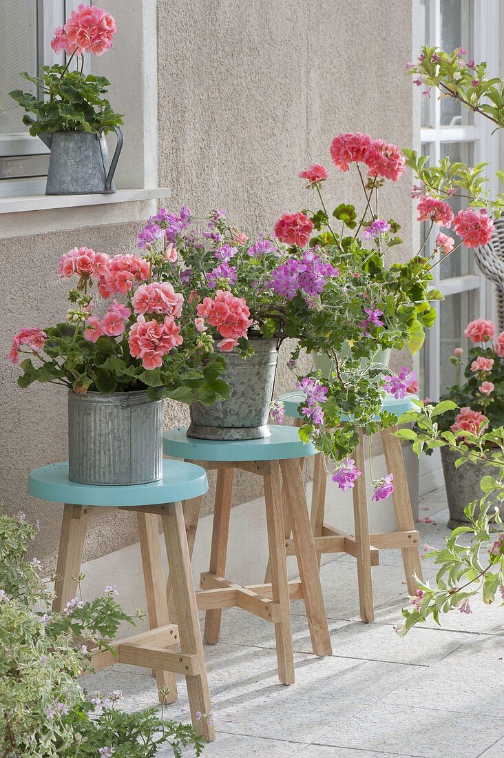 Pelargonium 'Classic Helena' and 'Pink Champagne'