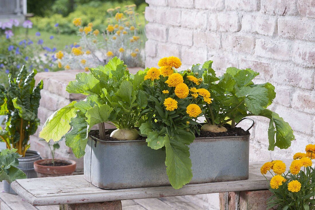 Zinc box with yellow Mairubi (brassica rapa var. Majalis)