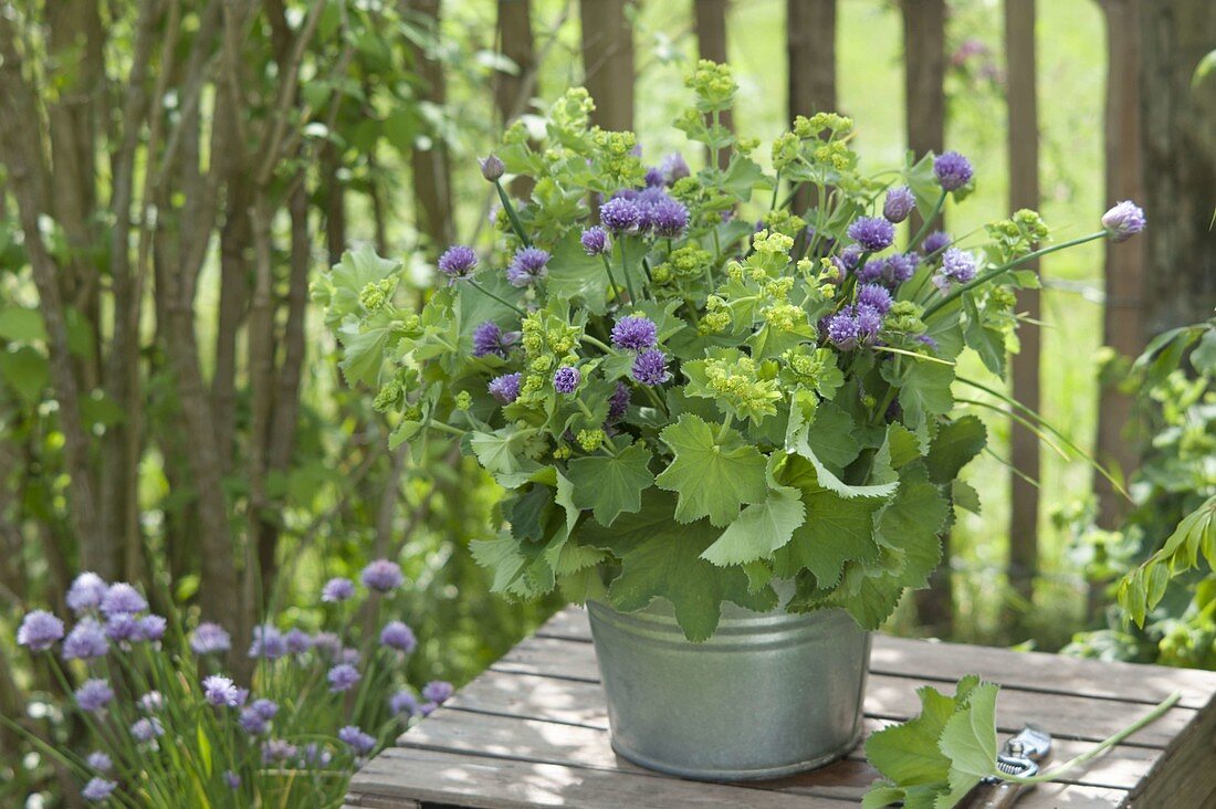 Kleiner Strauss aus Alchemilla mollis (Frauenmantel) und Schnittlauch