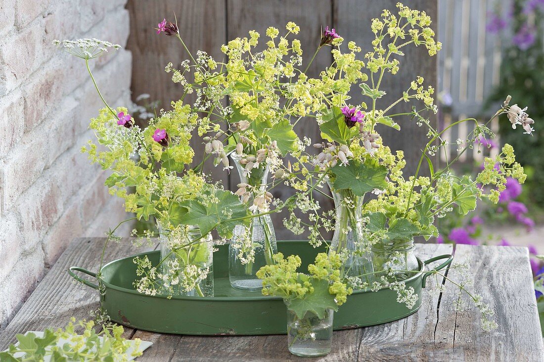 Alchemilla mollis (Frauenmantel), Dianthus (Karthaeusernelken), Silene