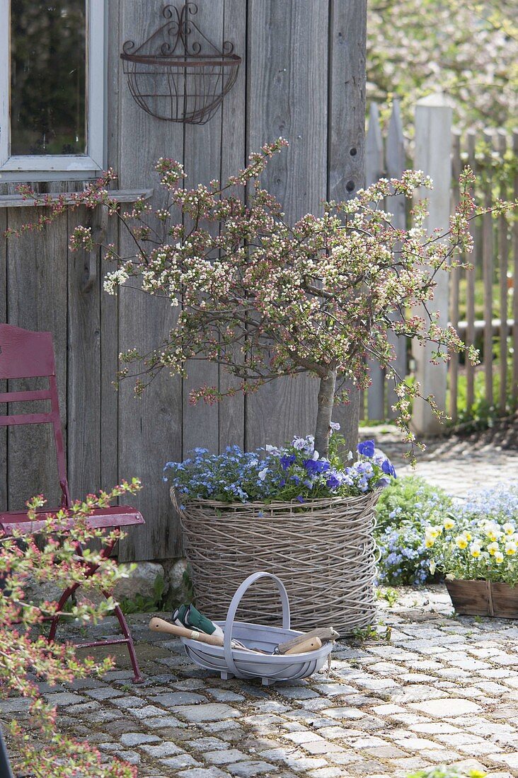 Malus sargentii 'Tina' in bloom, underplanted with myosotis