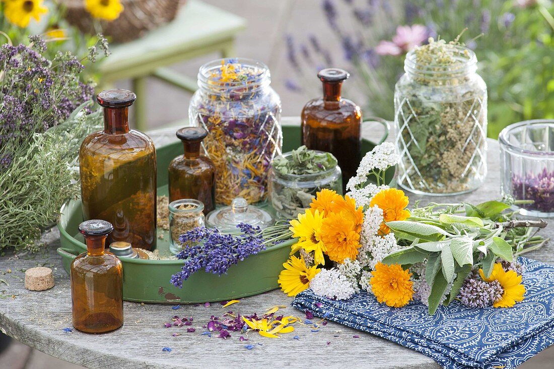 Herbs drying for tea, cosmetics and wellness