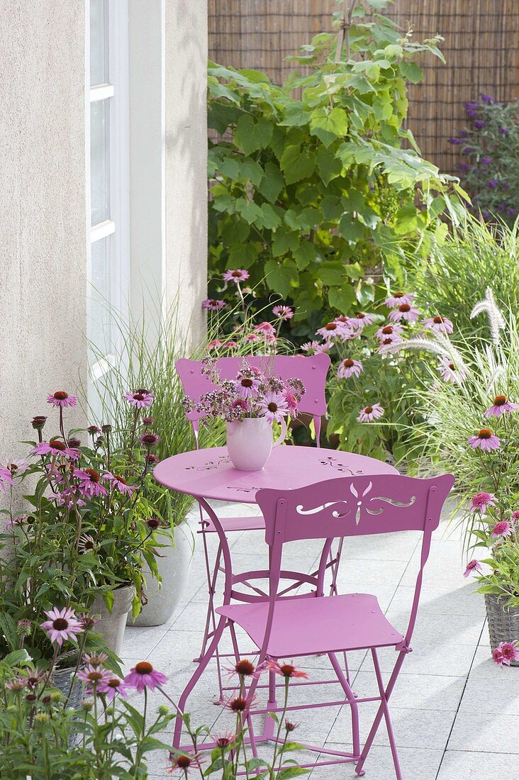 Small terrace with Echinacea purpurea, grasses