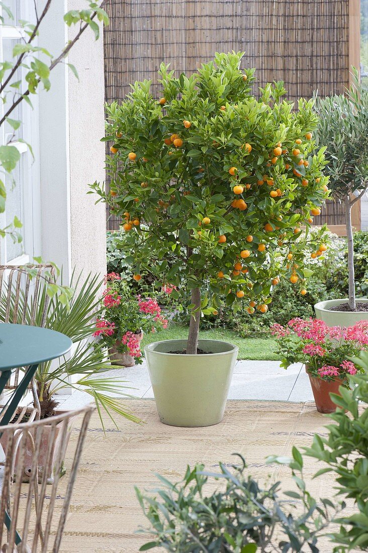 Mediterranean terrace with Citrofortunella microcarpa