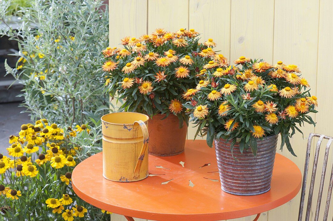 Bracteantha Sunbrella 'Orange' syn. Helichrysum (Strohblumen)