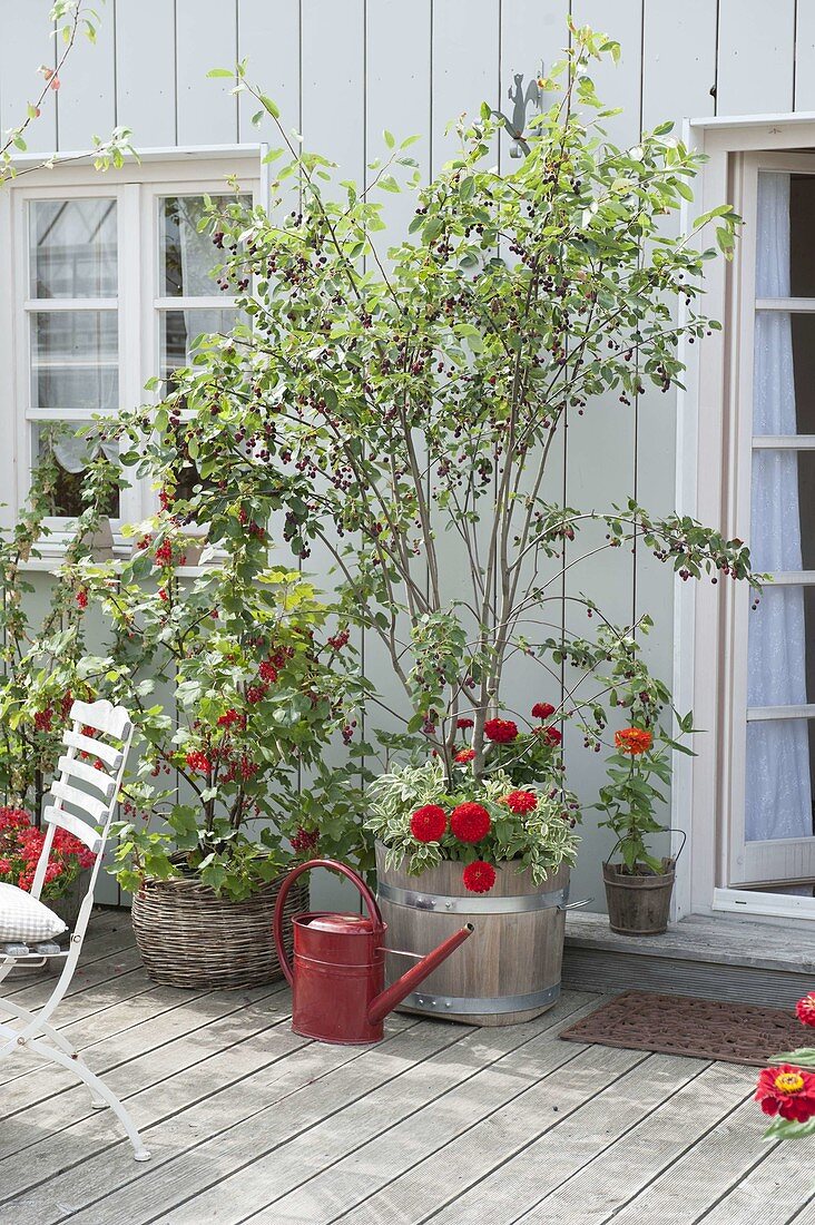 Naschterrace with berry bushes