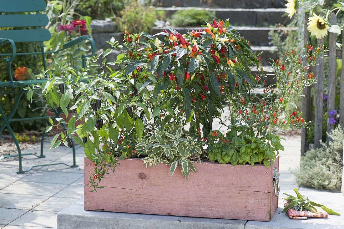 Homemade wooden box with hot peppers 'Snack-Chili', 'Snack Pepper'