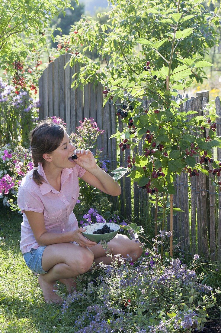 Woman picking blackberries 'Navaho' from the garden