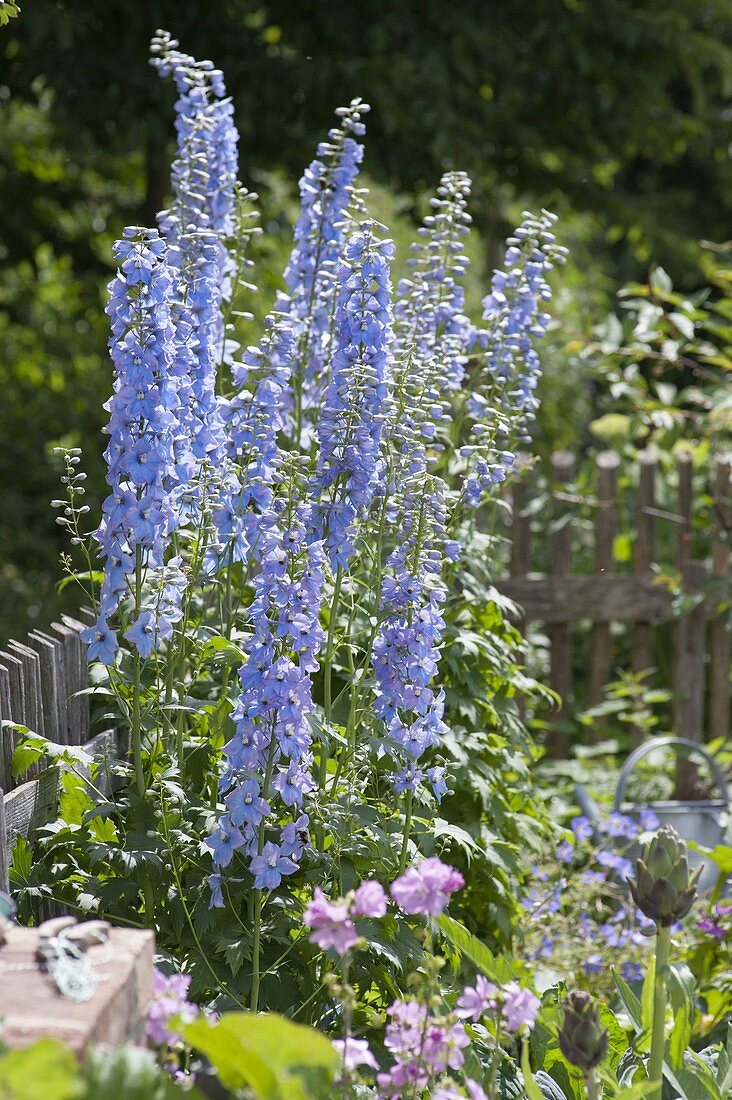 Delphinium Elatum-Hybride 'Augenweide' - Hoher Rittersporn im Garten