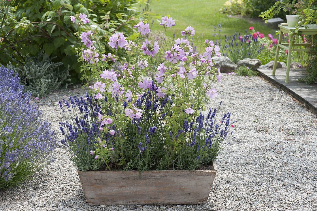 Sidalcea malviflora 'Elsie heugh' (prairie salve) with lavender