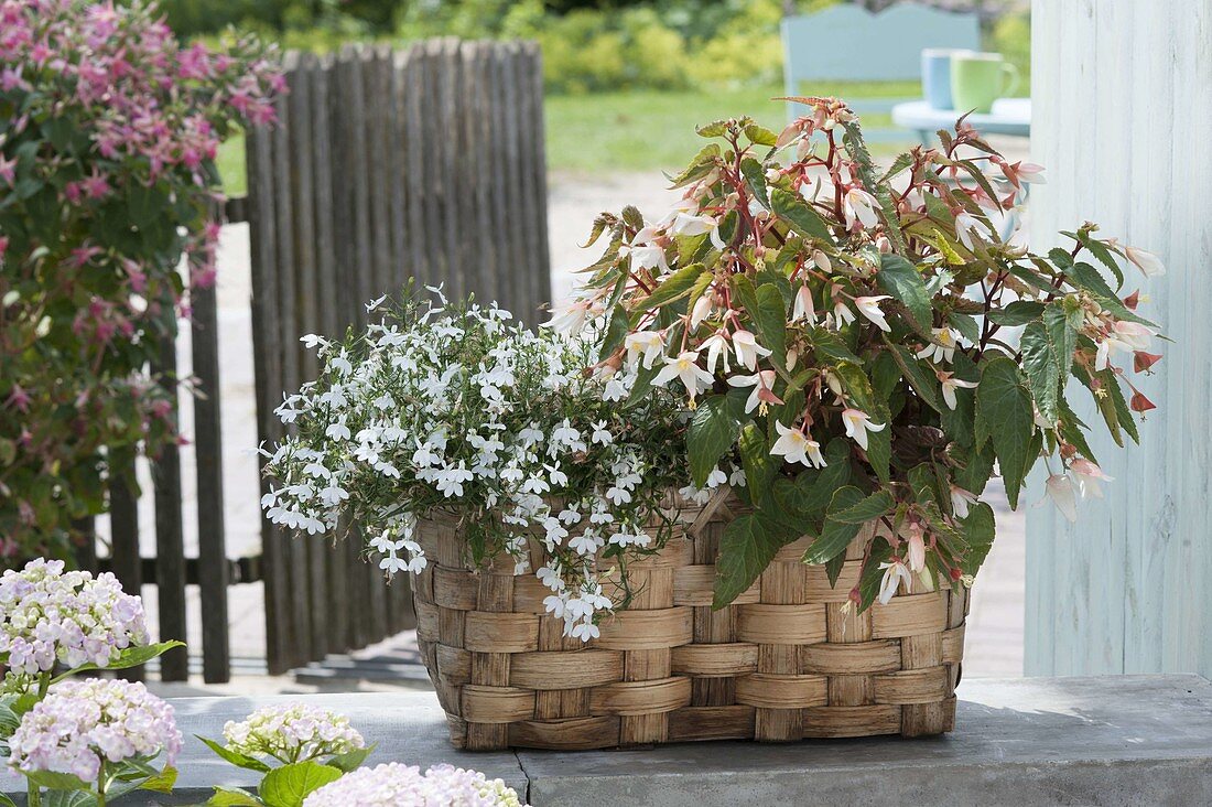 Wicker basket with plants for the partial shade, Lobelia erinus
