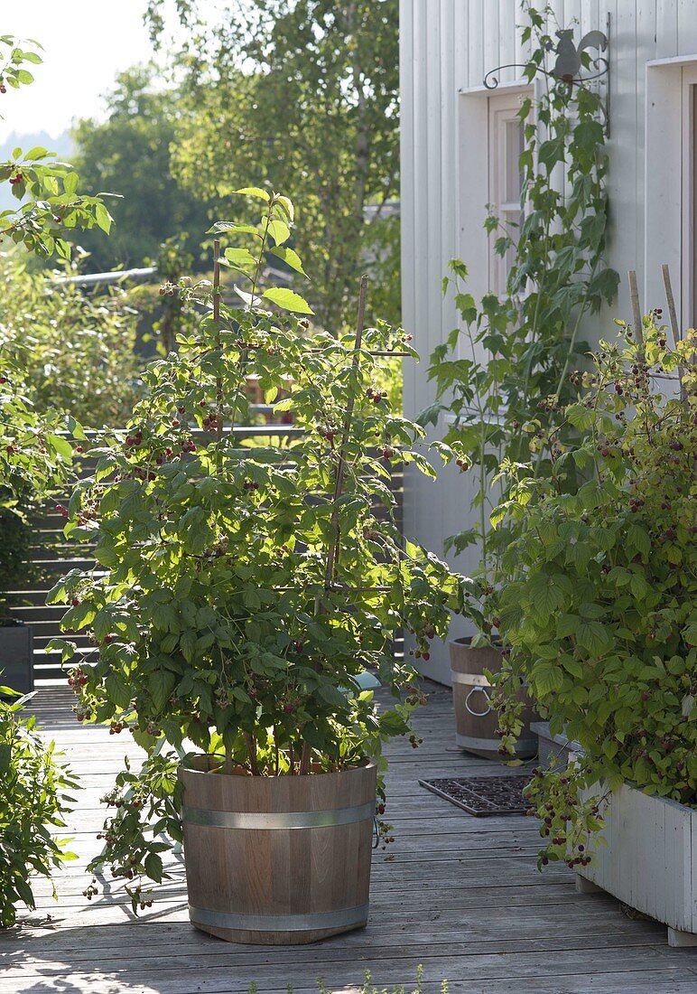 Raspberries (Rubus) on trellis in wooden tub and box