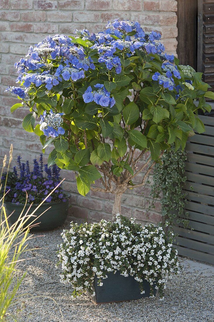 Hydrangea 'Blaumeise' (