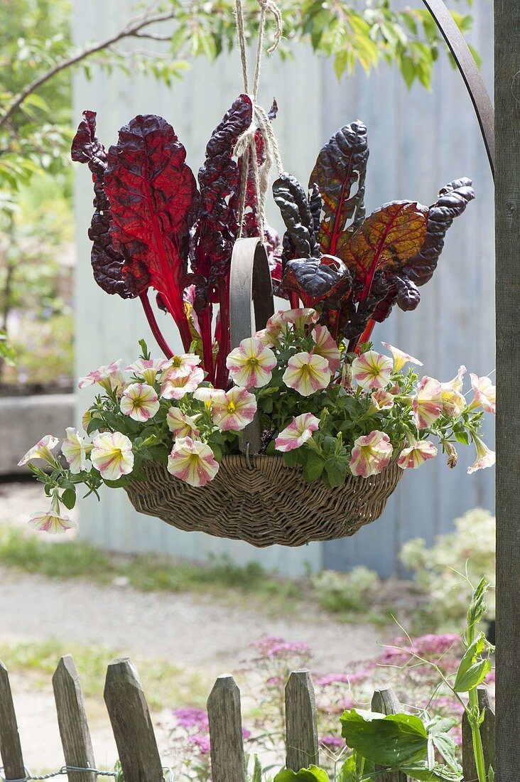 Basket hanging on pergola-Mangold 'Feurio'