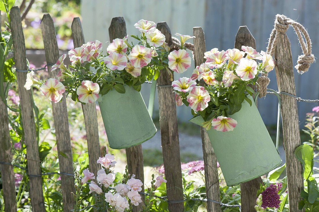 Green pitchers with Petunia sophistica 'Lime Bicolor'