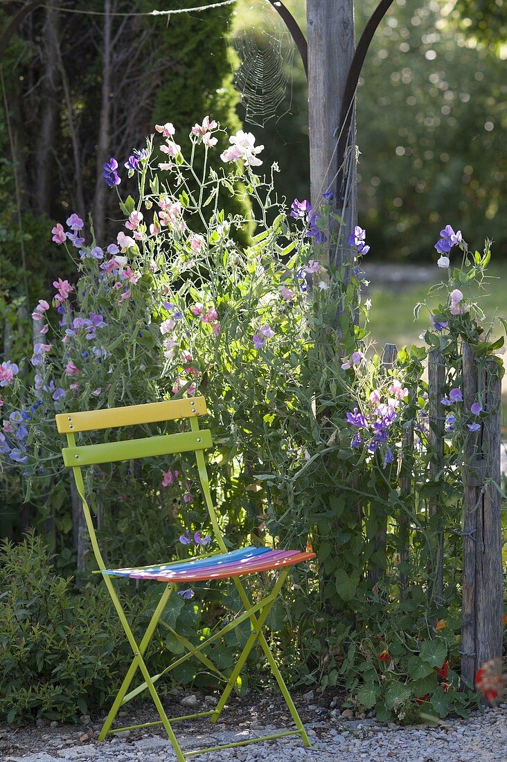 Stuhl neben Zaun, bewachsen mit Lathyrus odoratus (Duftwicken)