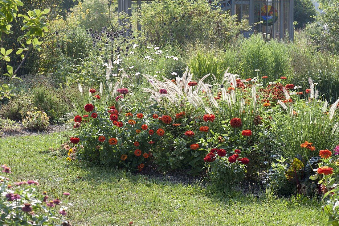 Rotes Beet mit Zinnia (Zinnien), Pennisetum (Federborstengras)