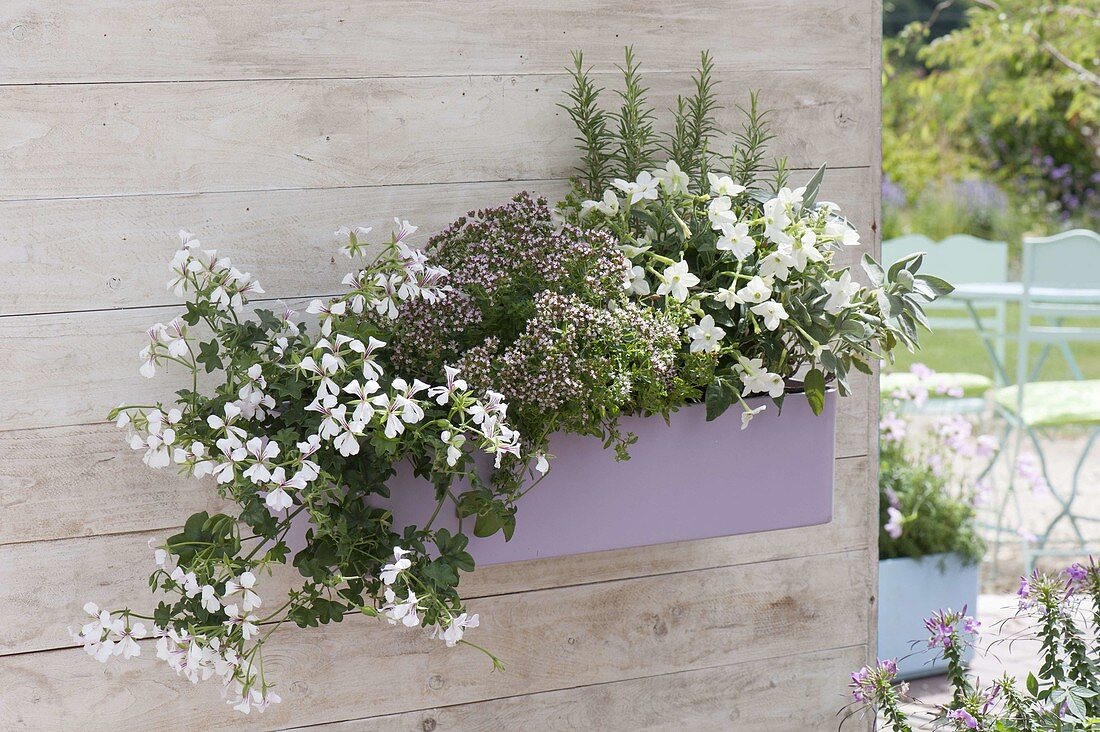 Kunststoffkasten mit Pelargonium peltatum 'Snow Cascade'