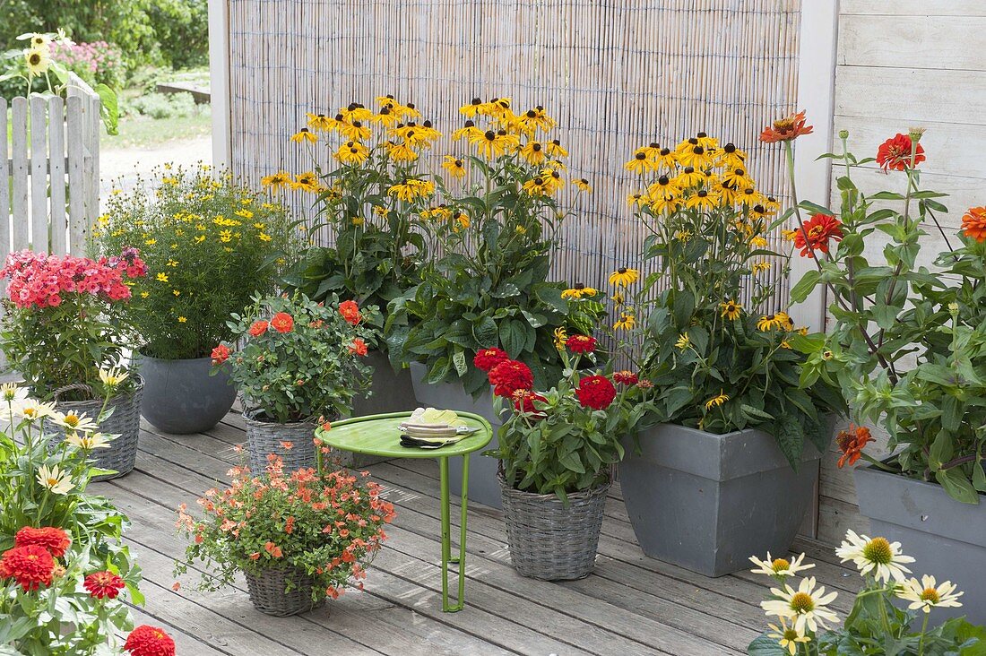 Red and yellow summer terrace, Rudbeckia fulgida 'Goldsturm'